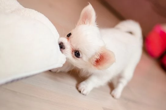 cuccioli di chihuahua in adozione