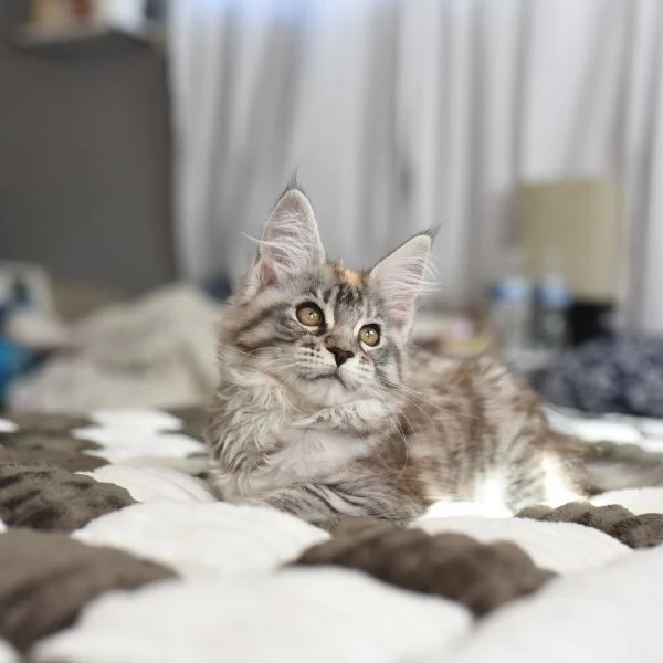 Cucciola di razza Maine Coon | Foto 0