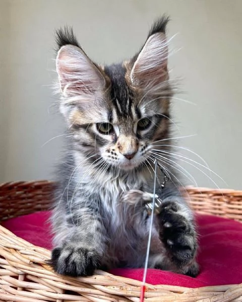 Maine Coon cuccioli pedigree!!!