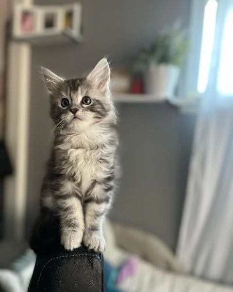 Maine Coon cuccioli!!!