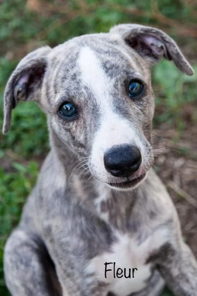 Cuccioli levriero whippet | Foto 1