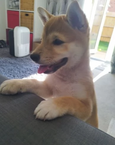 Meravigliosi Dolcissimi cuccioli di shiba inu