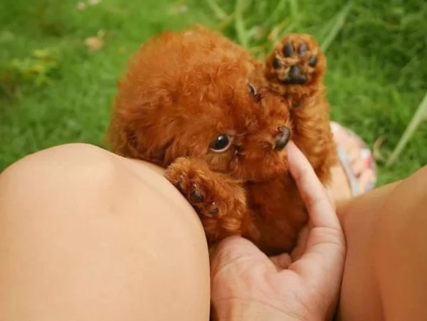 Cucciolate di barboncino toy