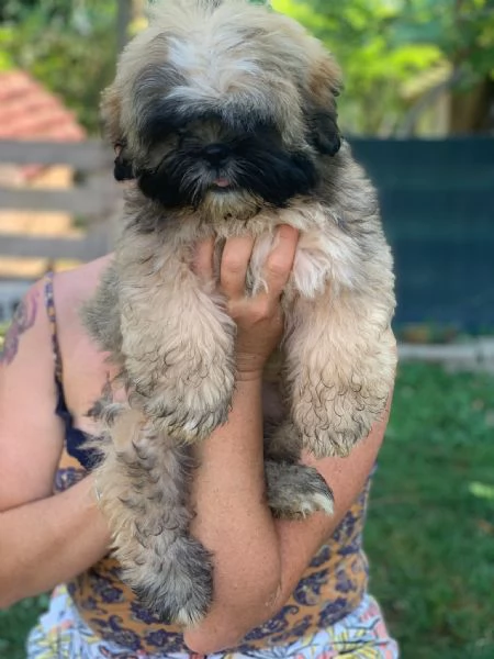 Cuccioli di Lhasa Apso | Foto 0