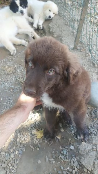 Cuccioli di razza meticcia | Foto 1