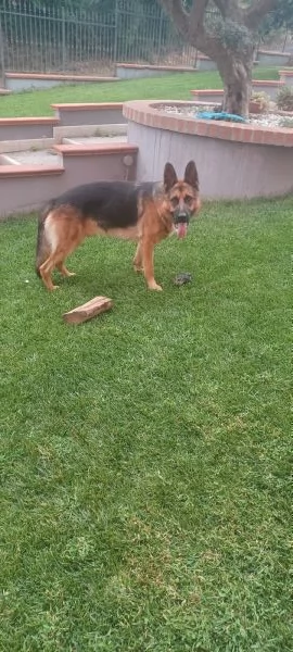 Pastore tedesco di circa 2 anni