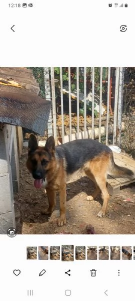 Pastore tedesco di circa 2 anni | Foto 0