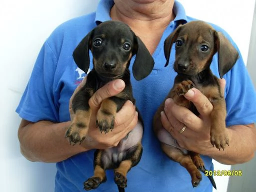 Cerco in regalo/adozione cucciolo di cane taglia nano/piccolo