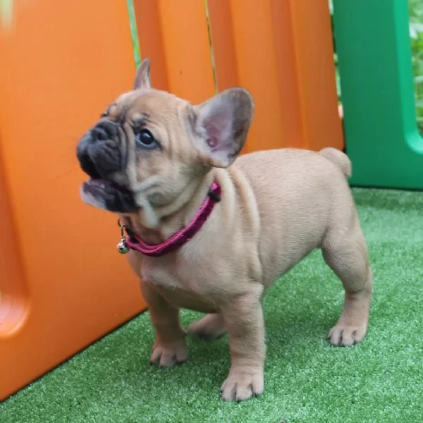 Cuccioli bulldog francese!! | Foto 0