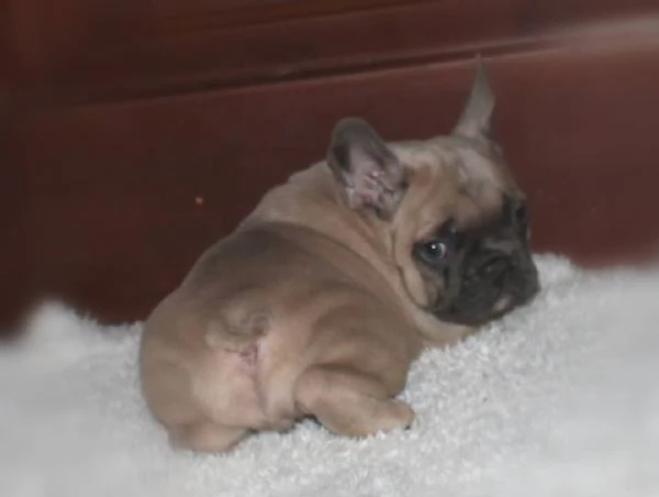 Cuccioli di bouledogue francese!! | Foto 0