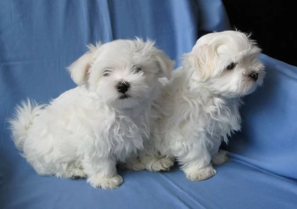 Maltese toy cuccioli