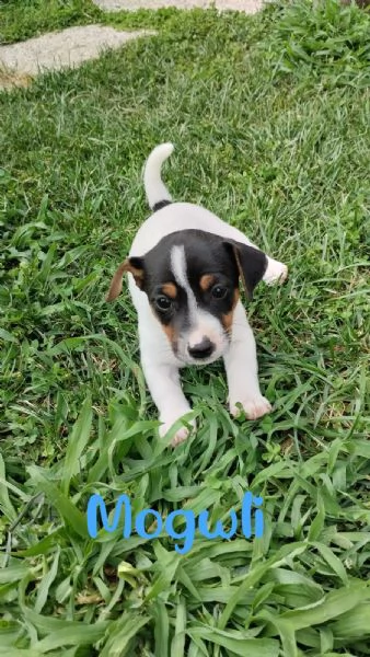 CUCCIOLI JACK RUSSEL | Foto 2