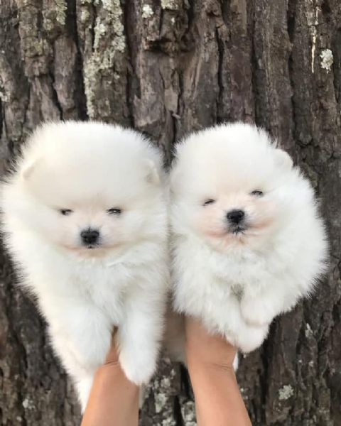 Fantastici cuccioli di Pomerania | Foto 0