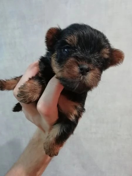 Due splendidi cuccioli di Yorkie in adozione | Foto 0