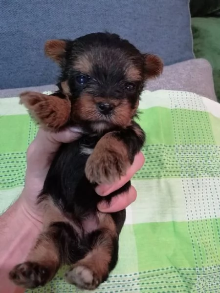 Cucciolo di Yorkshire Terrier giocoso