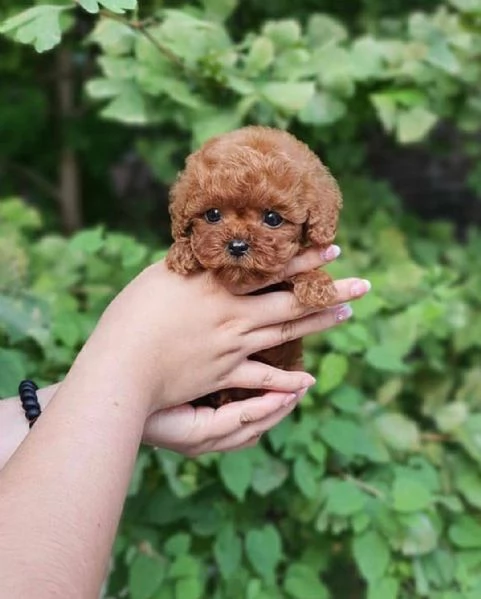 Cuccioli di BARBONCINI TOY | Foto 0