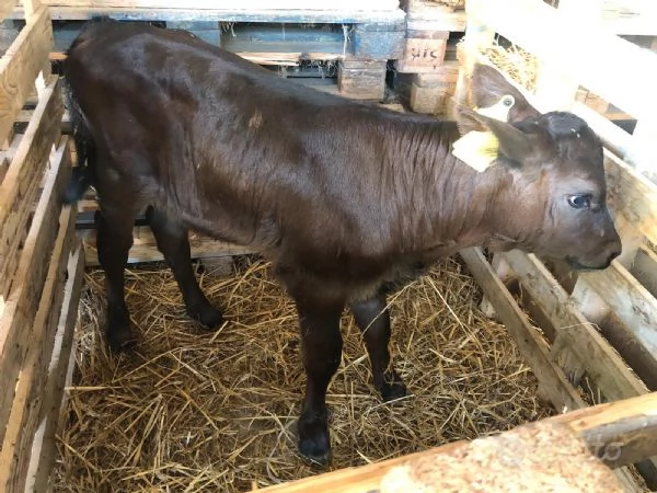 Vitelli incroci Limousine e Blu Belga