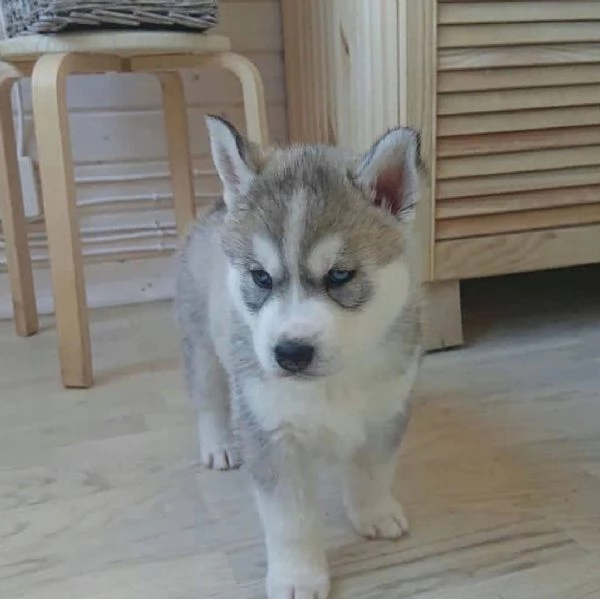 Siberian husky cuccioli