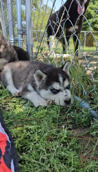 Siberian Husky cuccioli !! | Foto 0