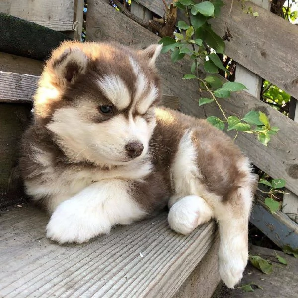 Siberian husky cuccioli !!