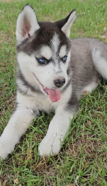 Siberian husky cuccioli !!!!