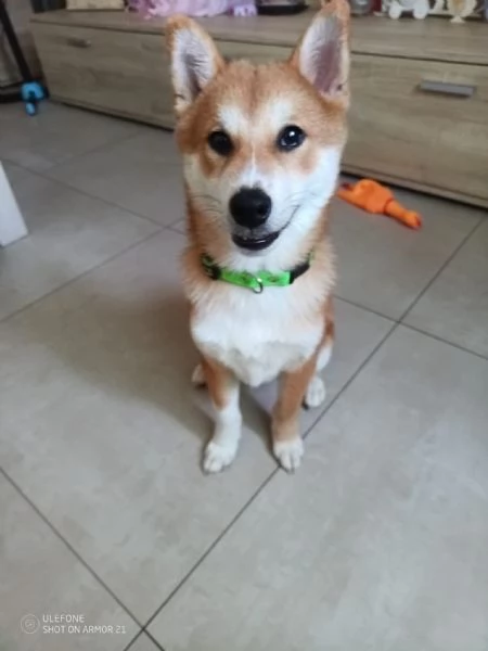 Shiba inu 