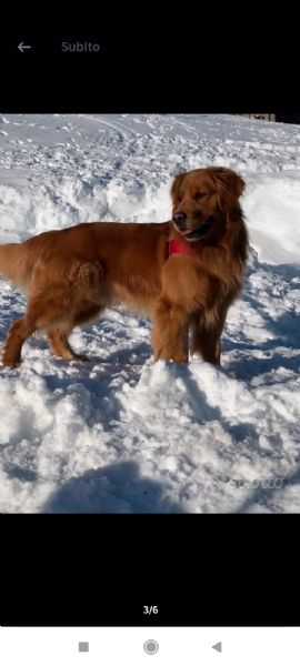 Cuccioli Golden retriever anglo-americani con pedigree  | Foto 3