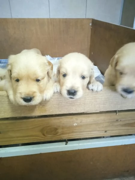 Cuccioli Golden retriever anglo-americani con pedigree  | Foto 1