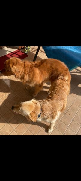 Cuccioli Golden retriever anglo-americani con pedigree  | Foto 0