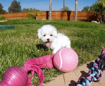 Cuccioli maltesi in miniatura per adozione | Foto 6