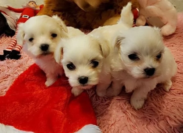 Cuccioli maltesi in miniatura per adozione | Foto 2