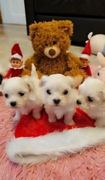 Cuccioli maltesi in miniatura per adozione