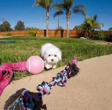 Cuccioli maltesi in miniatura per adozione