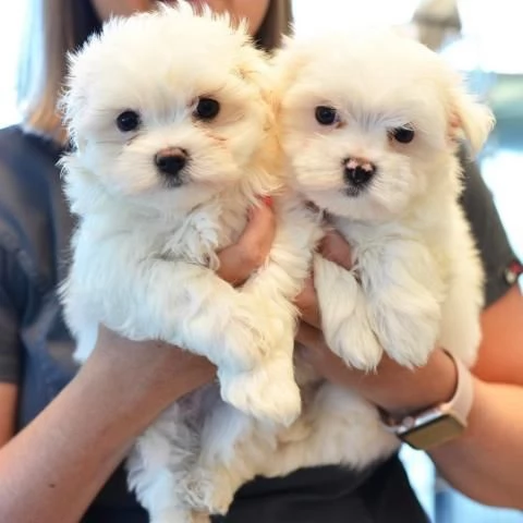 Cuccioli maltesi in miniatura per adozione