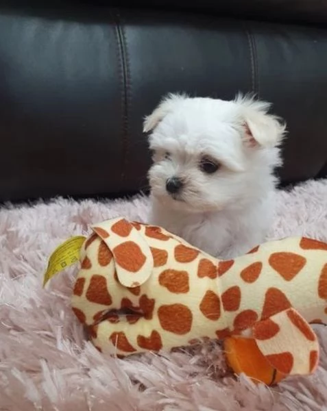 Cuccioli maltesi in miniatura per adozione