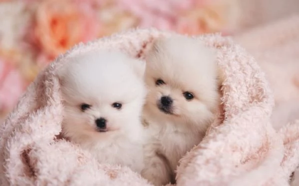 Cuccioli di Pomerania 2