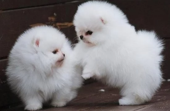 bellissimi cuccioli di pomerania, maschi e femmine, 