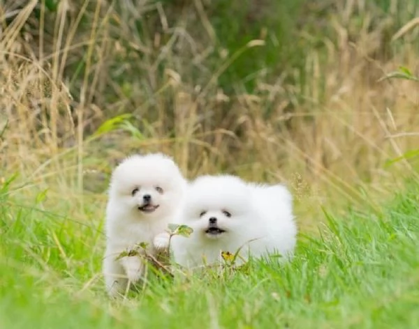 2bellissimi cuccioli di pomerania