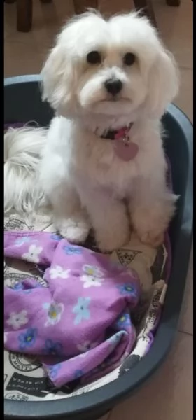 Cane maltese