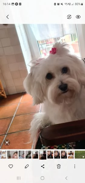 Cane maltese | Foto 1