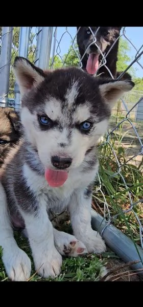 Cuccioli di Siberian Husky