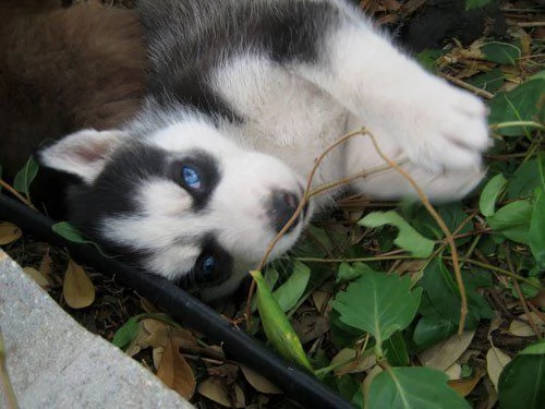 Siberian Husky cuccioli !!