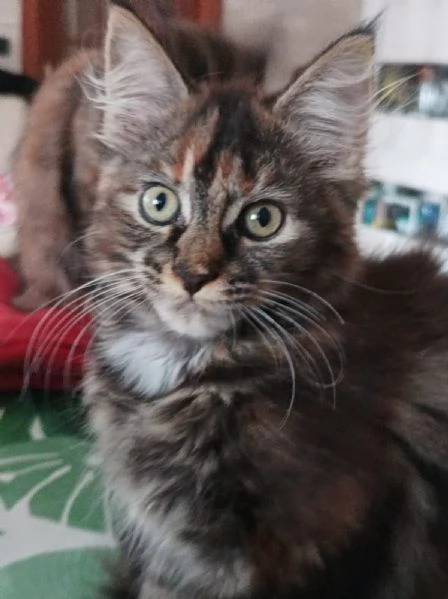 Cucciolo di Maine coon