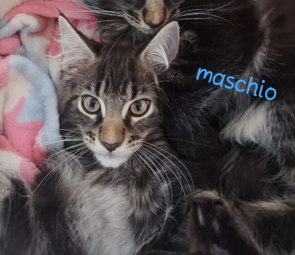 Cucciolo di Maine coon | Foto 4