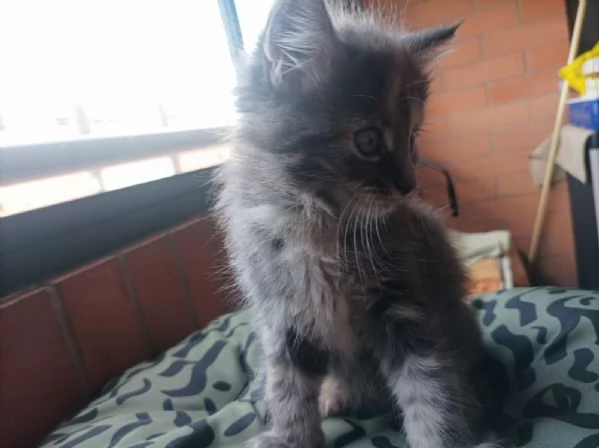 Cucciolo di Maine coon | Foto 0