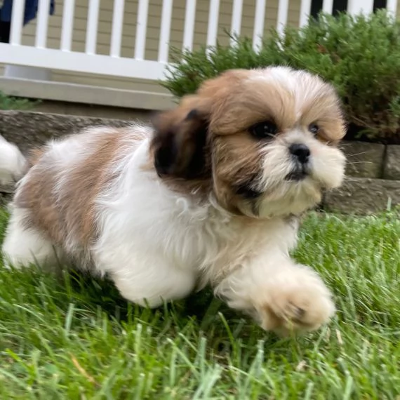 Regalo Bellissimi cuccioli allevati Shih-tzu, colore bianco e nero. Due e una feminuccia Maschietti.