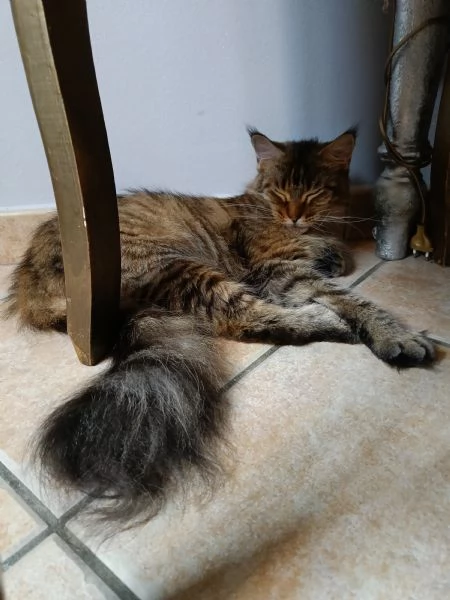 Femmine Maine coon adulte .cedo a malincuore  | Foto 1