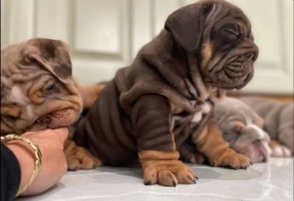 Cuccioli di Bulldog inglese