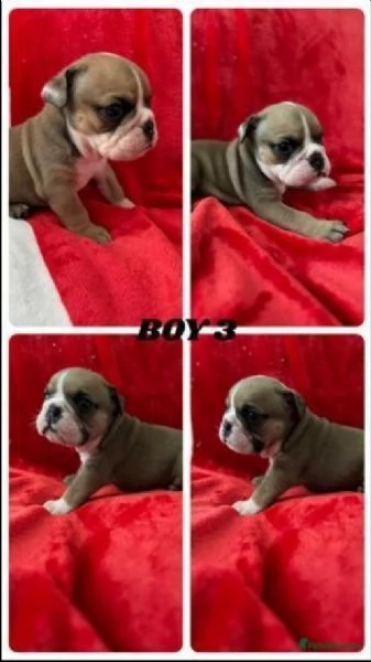 Cuccioli di Bulldog inglese