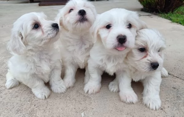 Maltese maschietto | Foto 0